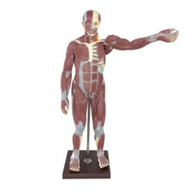 Human Muscular Figure Life-Size, 30 Parts