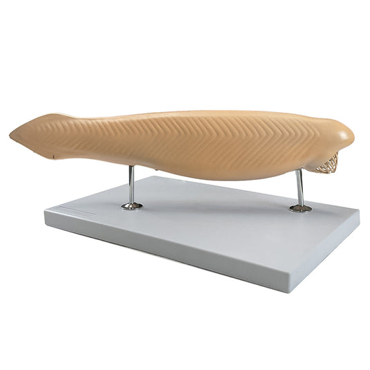Modelo de Amphioxus, 10X Ampliado, 3 Partes [SKU: MG4321]