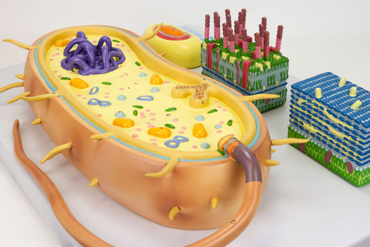 Bacteria Model, Enlarged