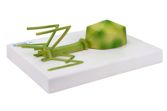 Bacteriophage Model, Enlarged