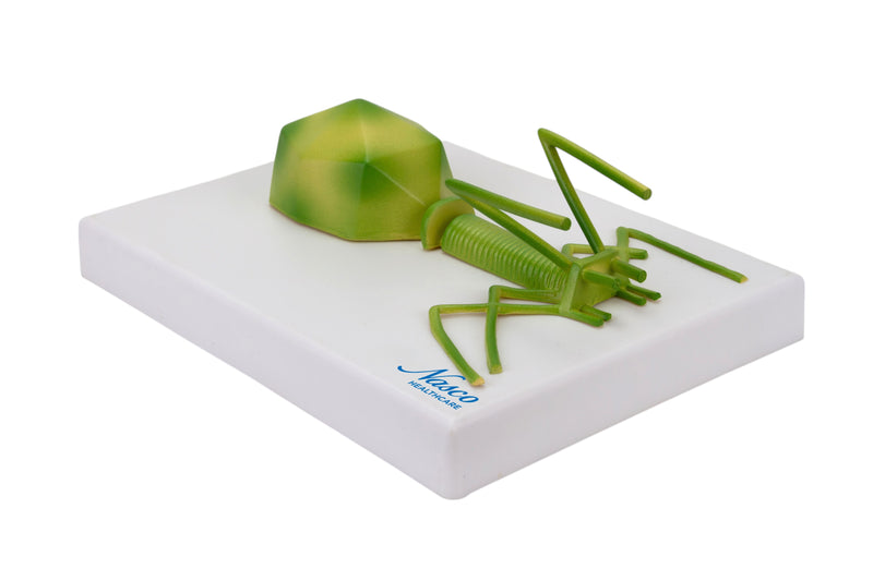 Load image into Gallery viewer, Bacteriophage Model, Enlarged
