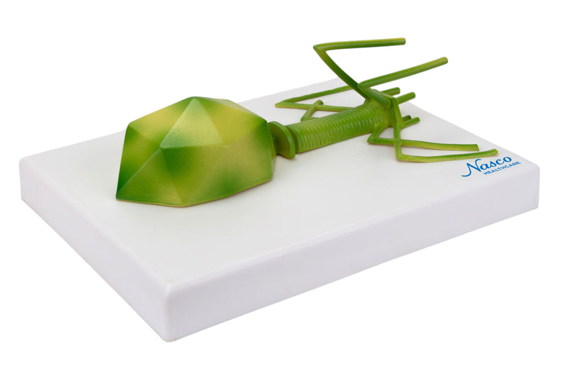 Load image into Gallery viewer, Bacteriophage Model, Enlarged
