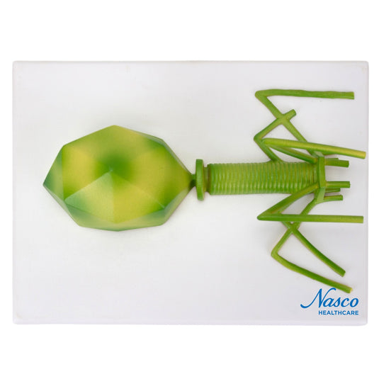 Bacteriophage Model, Enlarged