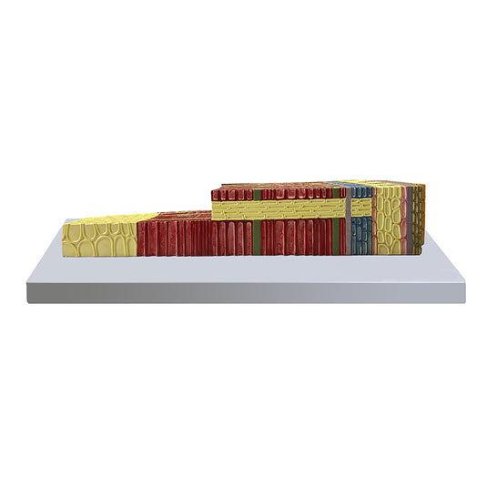 Gymnosperm Stem Cross Section Model, 350X Enlarged