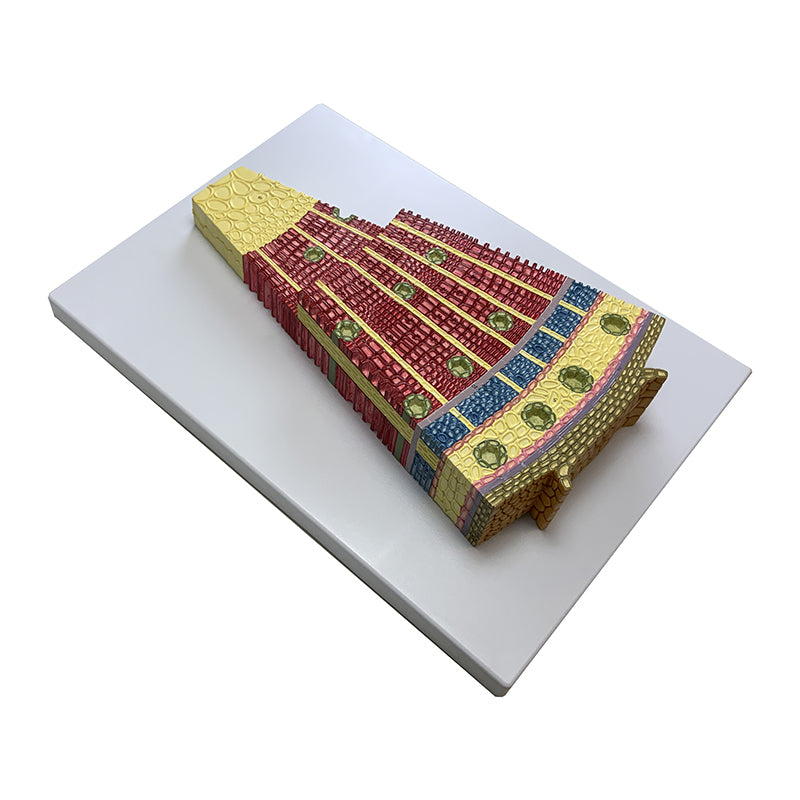 Load image into Gallery viewer, Gymnosperm Stem Cross Section Model, 350X Enlarged
