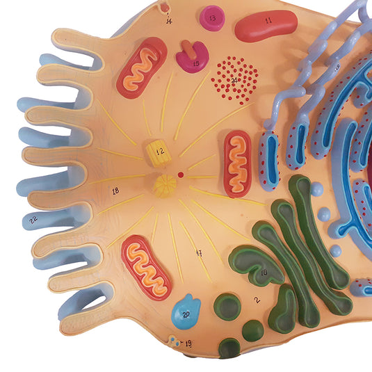 Animal Cell Model, 13,000X Enlarged