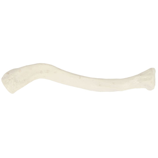 نموذج الترقوة [SKU: MG6608]