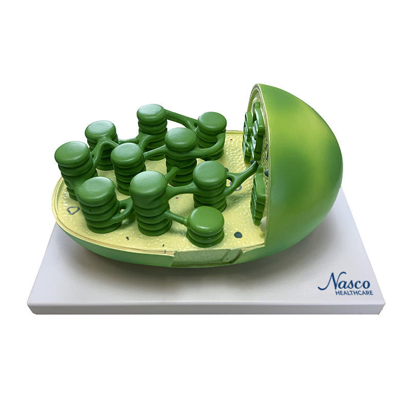 Cargue la imagen en el visor de la galería, Modelo de Cloroplasto, Ampliado [SKU: MG6962]
