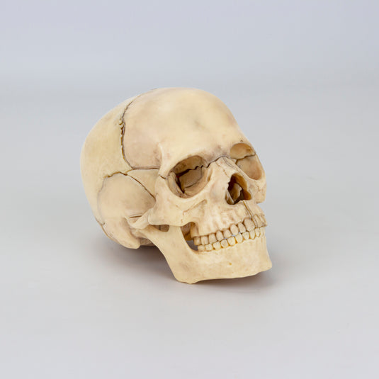 Mini-Klassisches Schädelmodell, 15, Teile [SKU: MG7386]