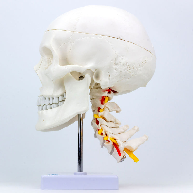 チューバマウスピース　JC Custom Anatomic 34 Classic Skull Mounted on Cervical Spine Model [SKU: MG7387
