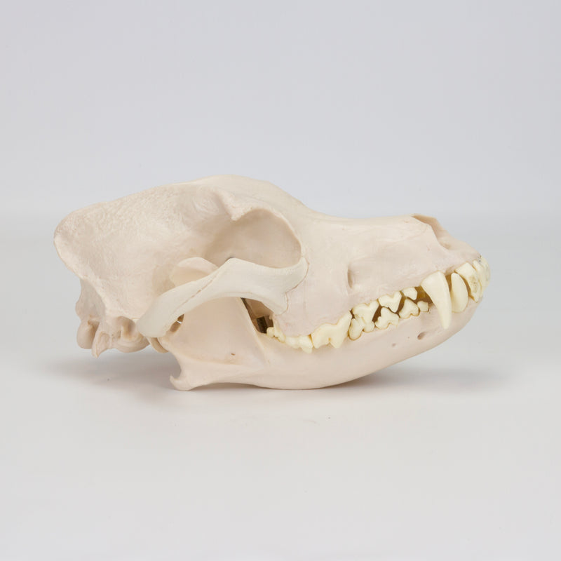 Load image into Gallery viewer, Canine Skull Model
