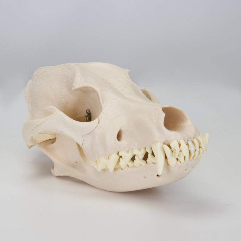 Load image into Gallery viewer, Canine Skull Model
