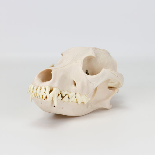 Canine Skull Model
