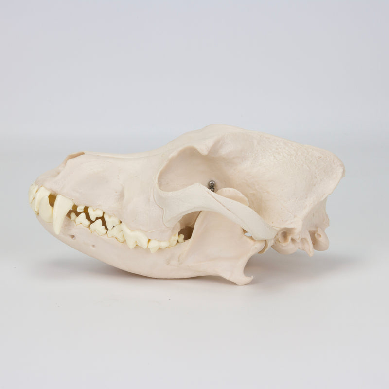 Load image into Gallery viewer, Canine Skull Model
