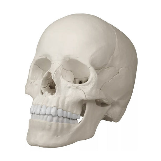 Modello Anatomico del Cranio, 22 Parti [SKU: MG7389]
