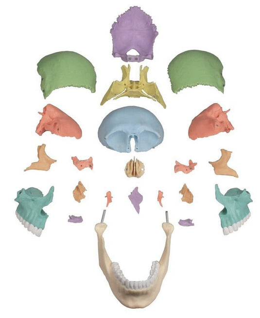 Model Tengkorak Didaktik, 22 Bagian [SKU: MG7390]