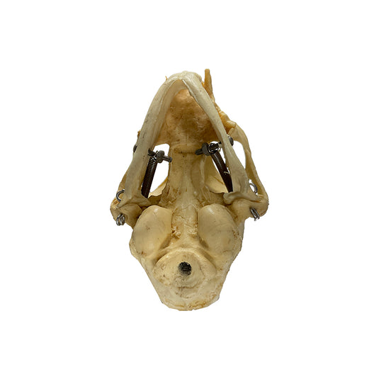 Feline Skull Model