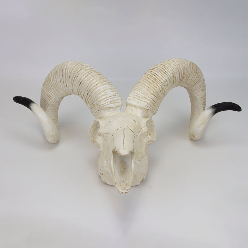 Cargue la imagen en el visor de la galería, Modelo de Cráneo de Oveja [SKU: MG7393]
