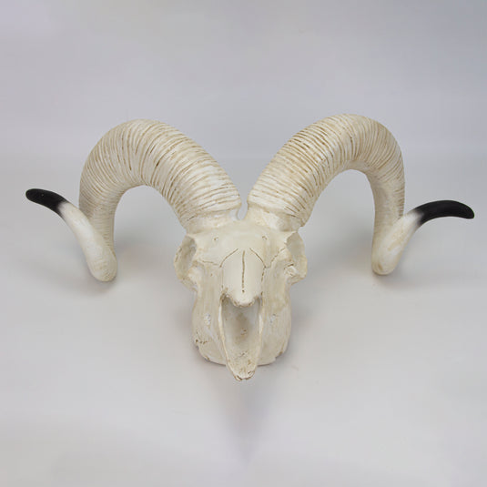 Modelo de Cráneo de Oveja [SKU: MG7393]