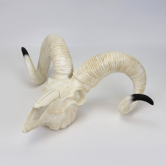 Modelo de Cráneo de Oveja [SKU: MG7393]