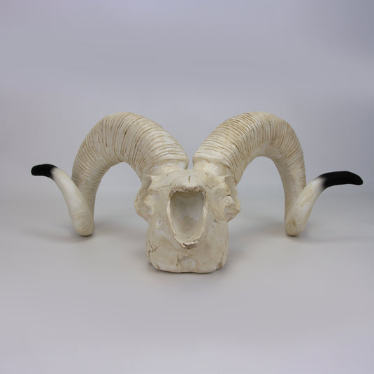 sheep Sheep Skull Model [SKU: MG7393] – Nasco Healthcare