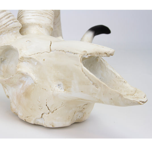 sheep FlitwickSAMUEL_062624_front_hi