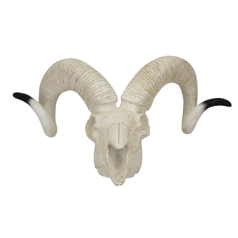 sheep Sheep Skull Model [SKU: MG7393] – Nasco Healthcare
