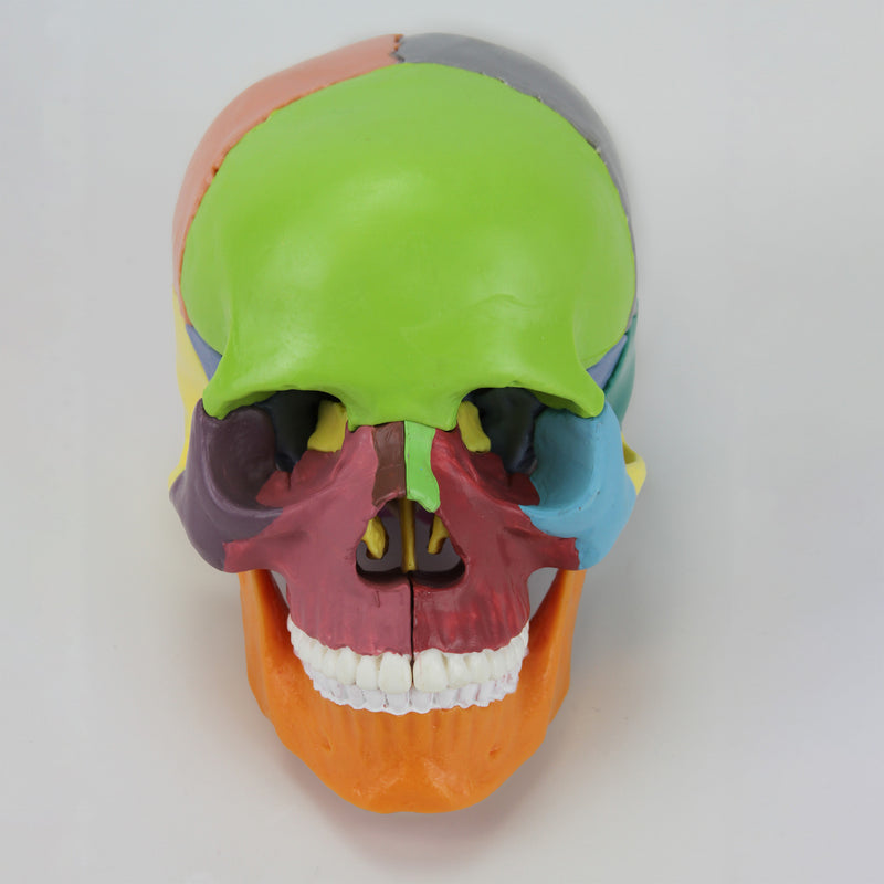 Load image into Gallery viewer, Mini Didactic Skull Model, 15 Parts
