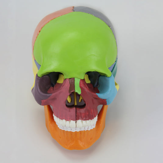 Mini Didactic Skull Model, 15 Parts