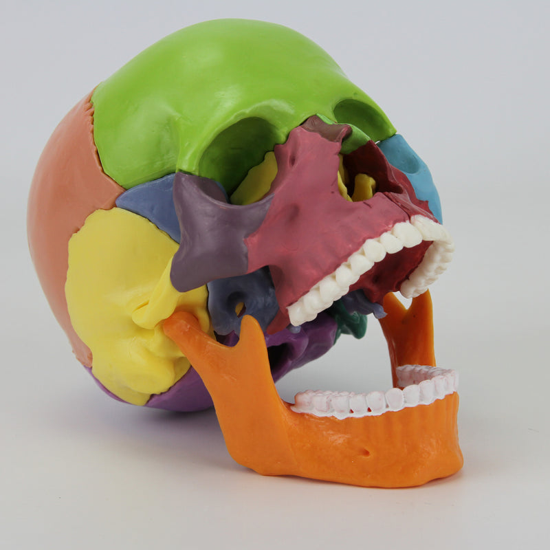 チューバマウスピース　JC Custom Anatomic 34 Classic Skull Mounted on Cervical Spine Model [SKU: MG7387