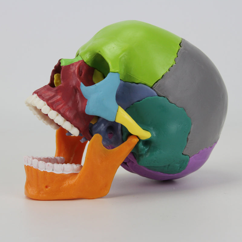 Load image into Gallery viewer, Mini Didactic Skull Model, 15 Parts
