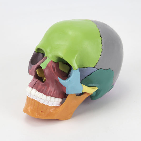 Mini Didactic Skull Model, 15 Parts