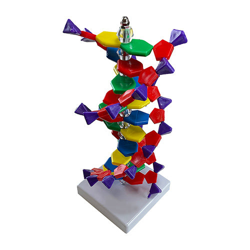 Double Helix DNA Model, 12 Layers