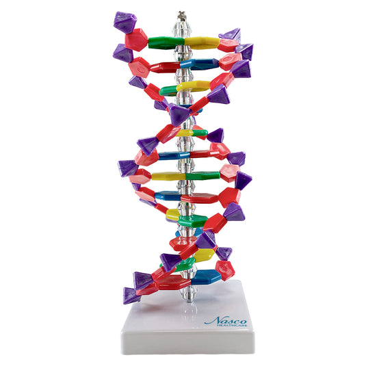 Double Helix DNA Model, 12 Layers