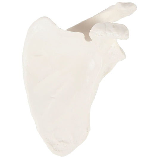 Scapula Model