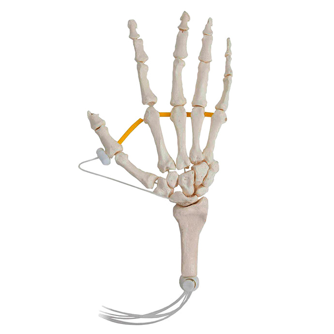 Hand Skeletal Model, Nylon Chord