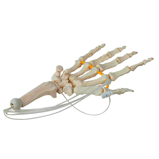 Hand Skeletal Model, Nylon Chord