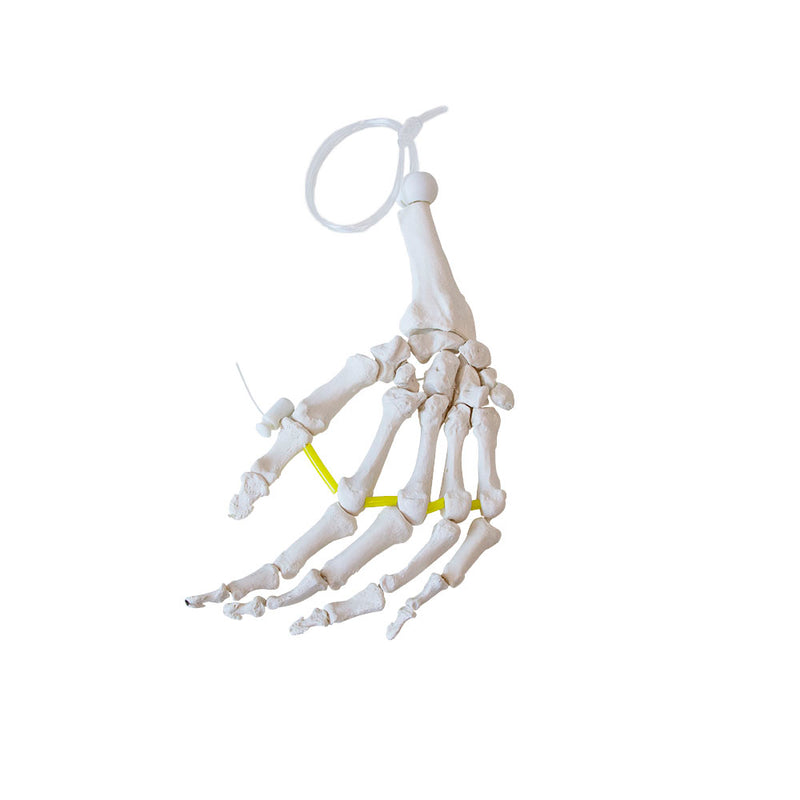 Load image into Gallery viewer, Hand Skeletal Model, Nylon Chord
