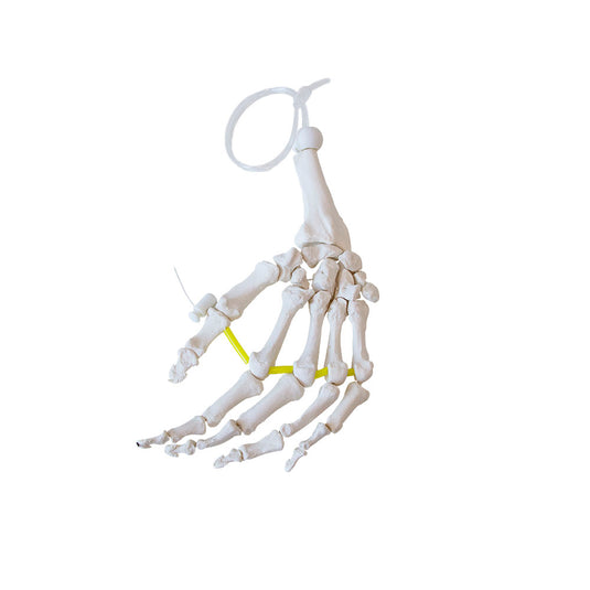 Hand Skeletal Model, Nylon Chord