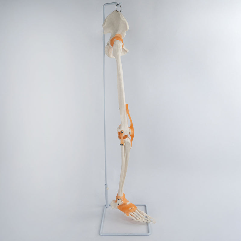 Load image into Gallery viewer, Skeletal Leg with Legaments, Hip Bone, &amp; Foot, Wire Mounted
