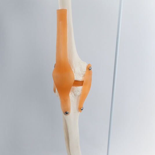 Skeletal Leg with Legaments, Hip Bone, & Foot, Wire Mounted