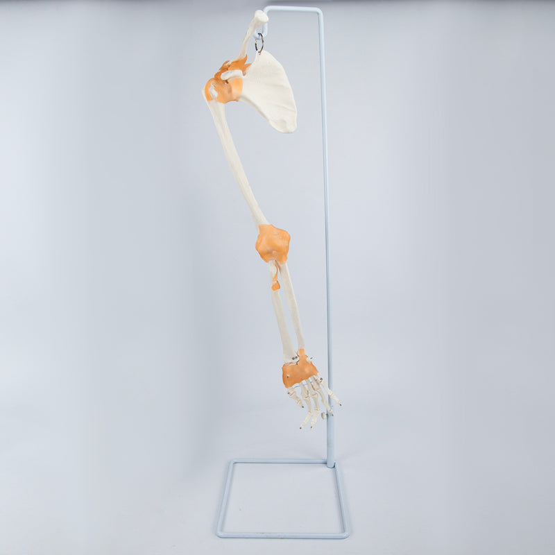 Cargue la imagen en el visor de la galería, Brazo Esquelético con Ligamentos, Escápula y Clavícula [SKU: MG8511]
