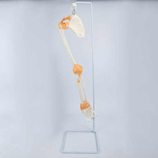 Brazo Esquelético con Ligamentos, Escápula y Clavícula [SKU: MG8511]