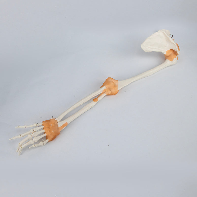 Cargue la imagen en el visor de la galería, Brazo Esquelético con Ligamentos, Escápula y Clavícula [SKU: MG8511]
