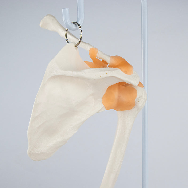 Cargue la imagen en el visor de la galería, Brazo Esquelético con Ligamentos, Escápula y Clavícula [SKU: MG8511]
