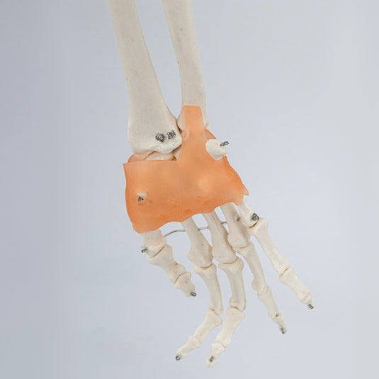 Brazo Esquelético con Ligamentos, Escápula y Clavícula [SKU: MG8511]
