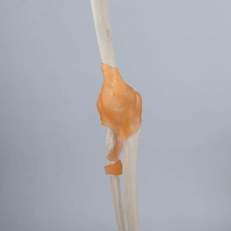 Cargue la imagen en el visor de la galería, Brazo Esquelético con Ligamentos, Escápula y Clavícula [SKU: MG8511]
