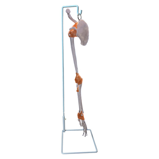 Brazo Esquelético con Ligamentos, Escápula y Clavícula [SKU: MG8511]