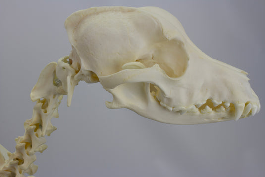 Canine Skeleton