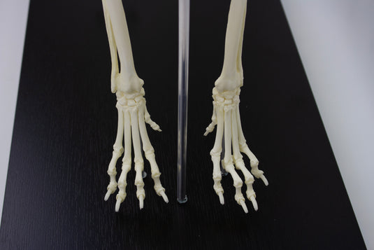 Canine Skeleton